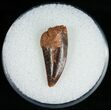 Dark Raptor Tooth From Morocco - #6906-1